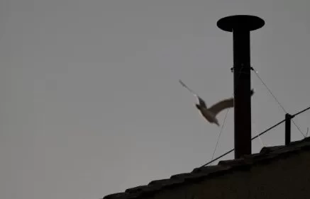 Trực tiếp theo dõi Mật nghị qua ống khói nhà nguyện Sistine